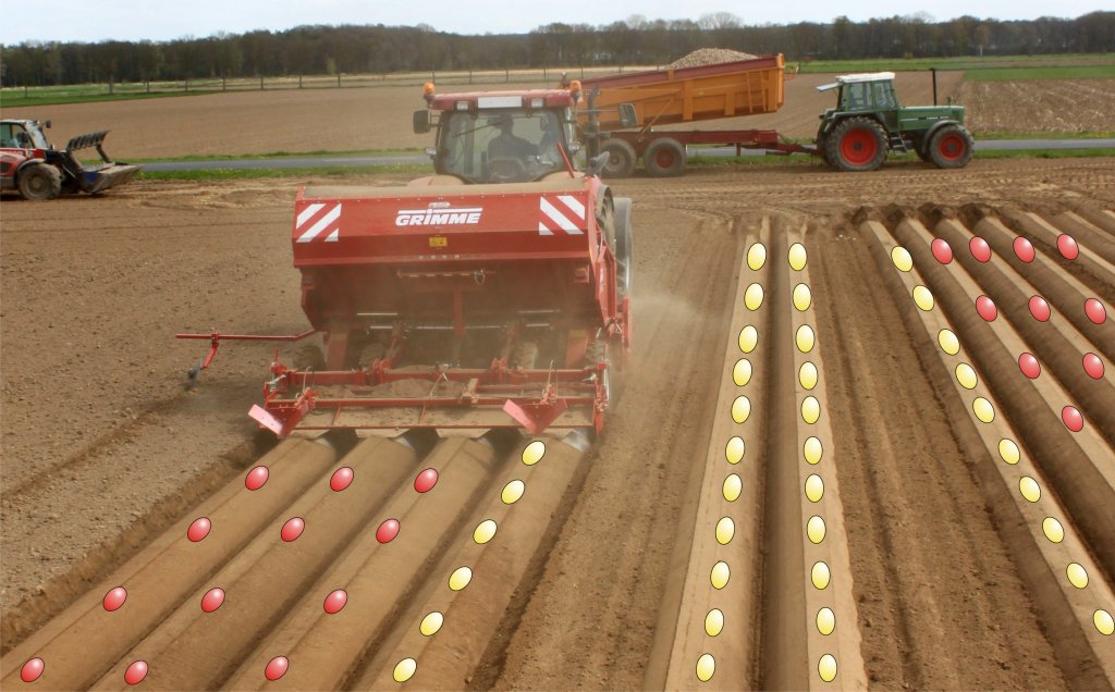 Clever Planting - Kartoffel