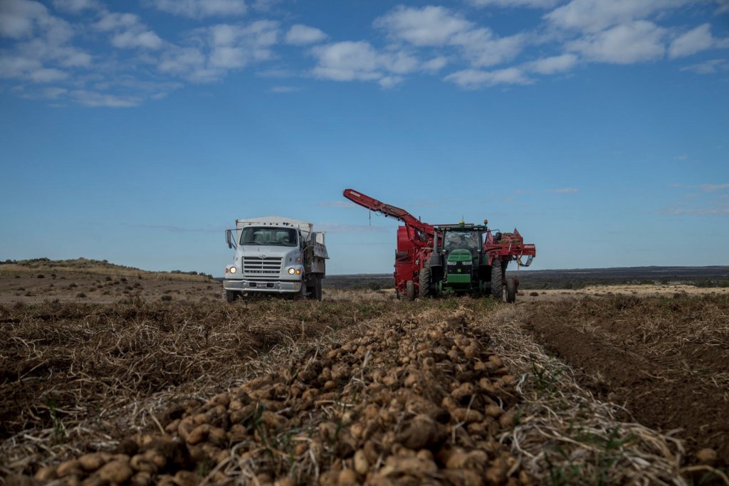 SPUDNIK 6631 AirSep Harvester (27)